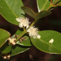 Psidium cattleyanum Sabine